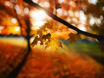 Листья, размытость, осень, боке
