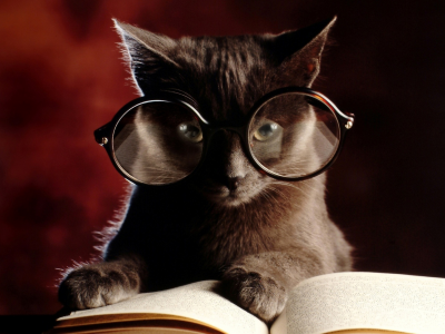 очки, Кошка, котенок, книга