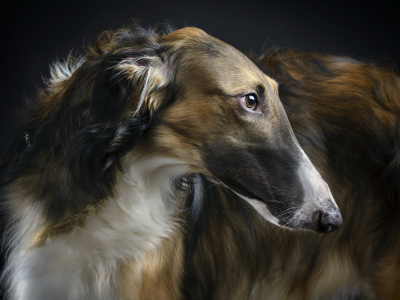 Borzoi, beauty, друг