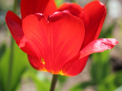 Тюльпан, весна