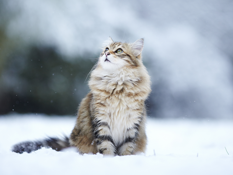 kitty, снег, кошка, зима, Cat, пушистая, взгляд, winter, snow