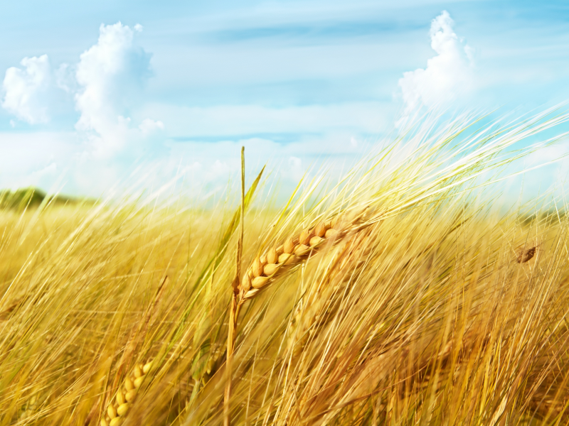 облака, поле, пшеница, небо, макро, Колос