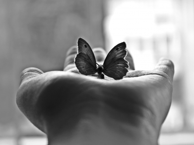 Минимализм, бабочка, ладонь, чёрно-белая фотография