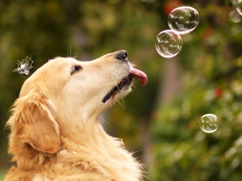 лето, Собака, пузыри