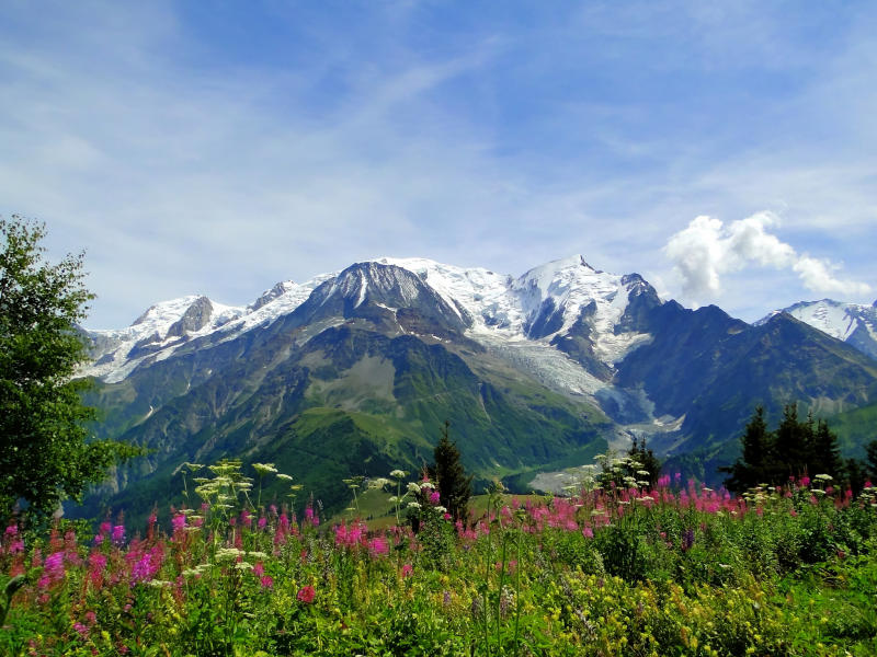 луг, Mont blanc, цветы, монблан, природа, альпы, alps, горы