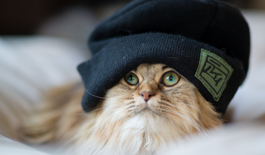 кот, шапка, взгляд, крутой