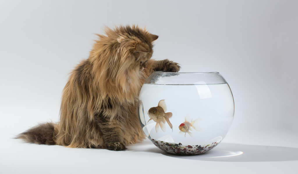кошка, аквариум, benjamin torode, ben torode, Daisy, интерес, рыбки