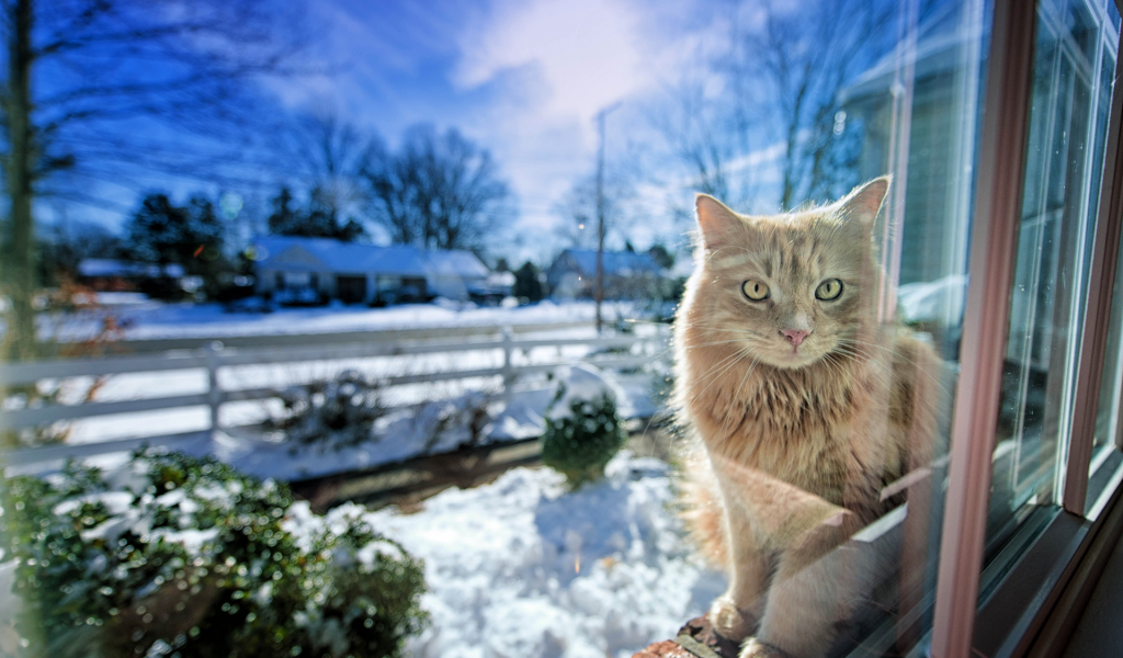 окно, зима, свет, gregory j scott photography, Кошка