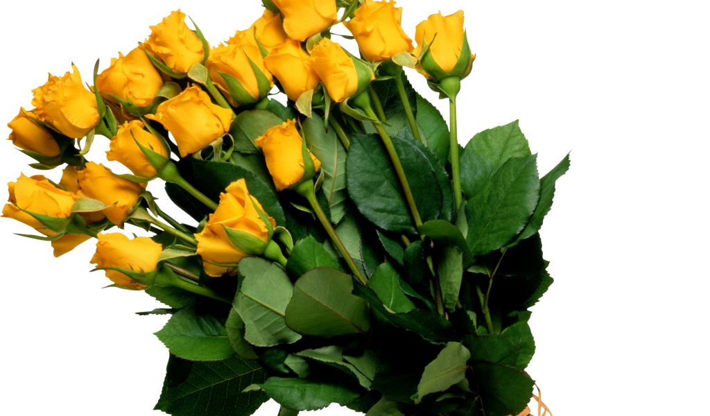 желтые, букет, цветок, жёлтые, Розы, цветы