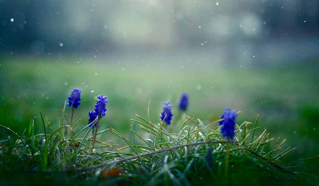 Мускари, цветы, трава, весна, снежинки, синие
