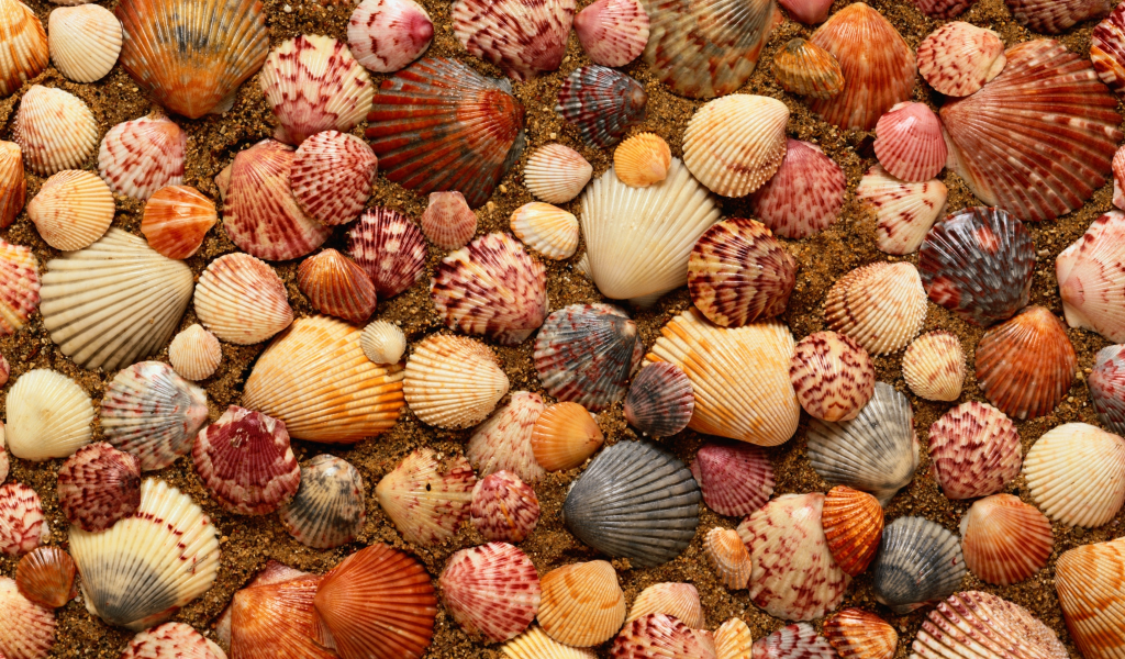 морские, ракушки, песок