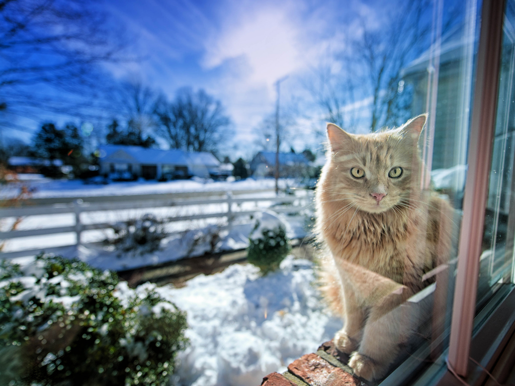 окно, зима, свет, gregory j scott photography, Кошка