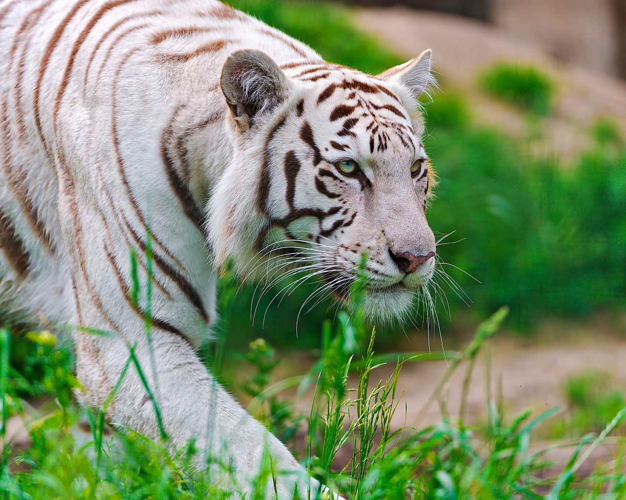 крадётся, Тигр, waite tiger, белый, морда, хищник