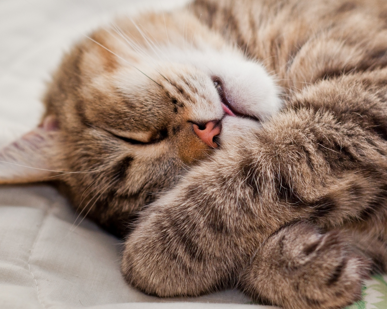 кошка, спит, лежит, мордочка, Кот, лапки