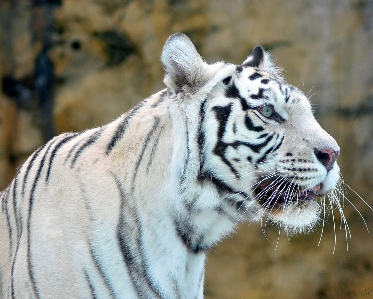 white tiger, белый, хищник, Тигр, морда