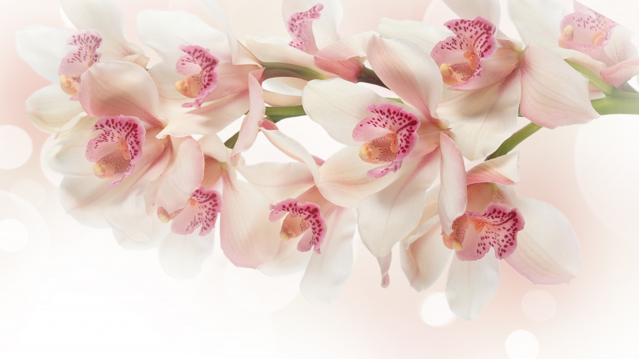 Орхидея, ветка, розовые, цветы, белые