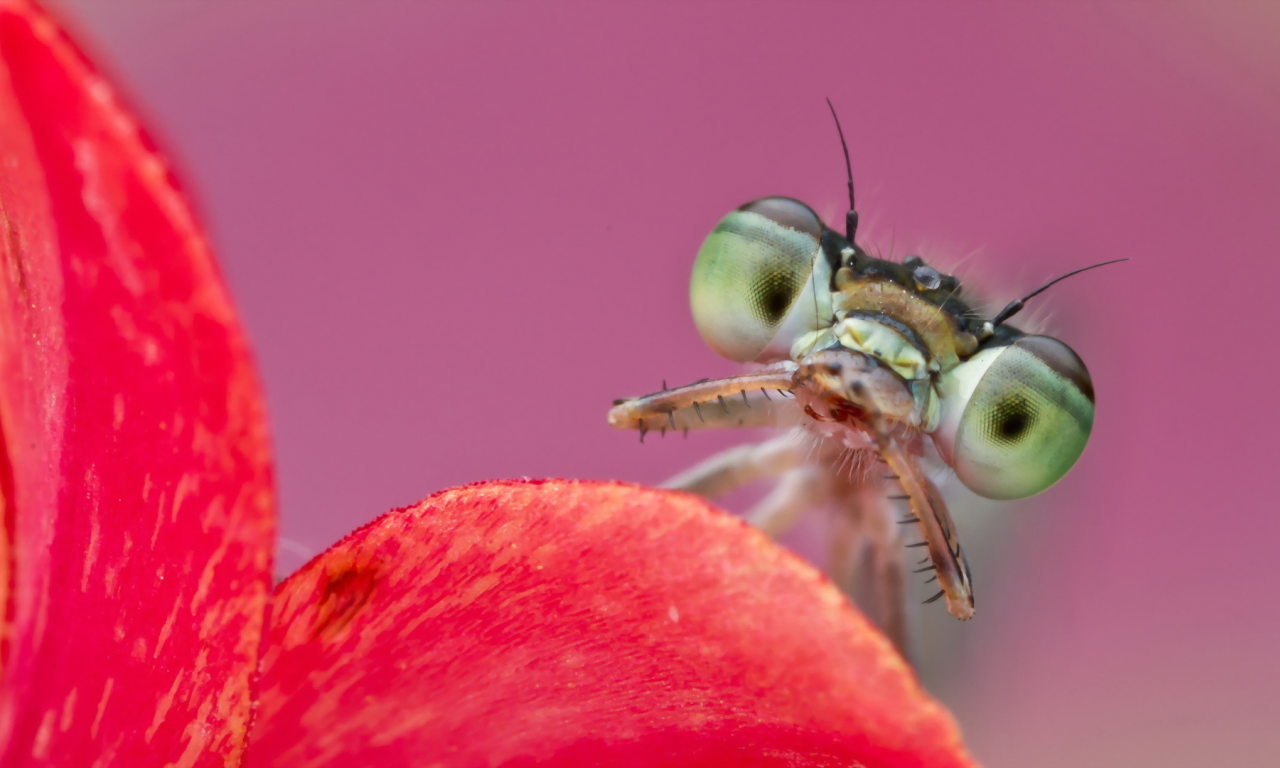 Citrine forktail, ischnura hastata, макро