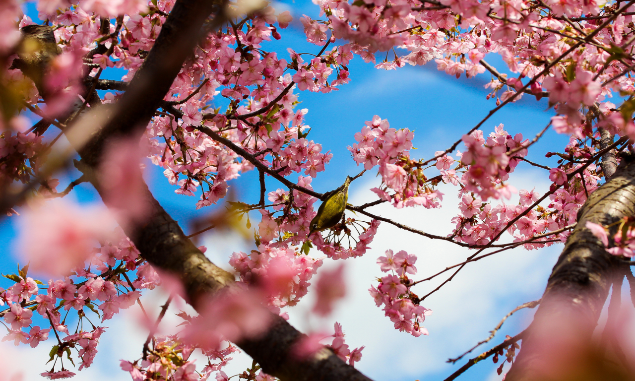 деревья, токио, цветение, сакура, Япония, цветы, парк