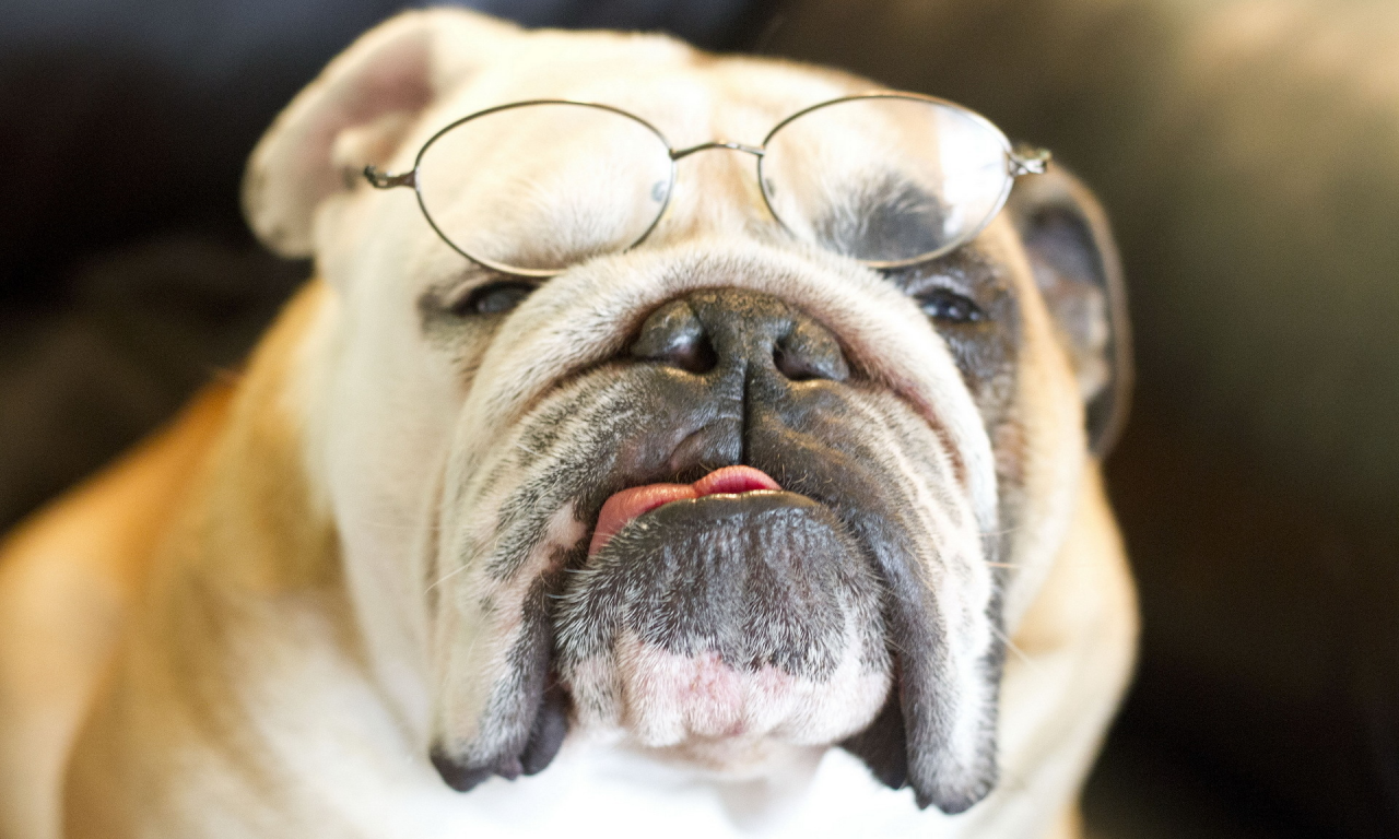 Bulldog, собака, очки