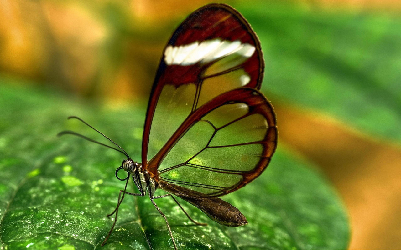 насекомое, Зелень, прозрачные, крылья, бабочка