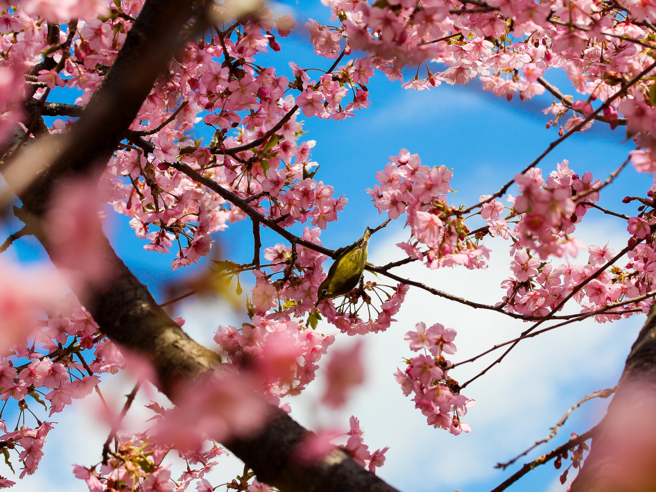 деревья, токио, цветение, сакура, Япония, цветы, парк