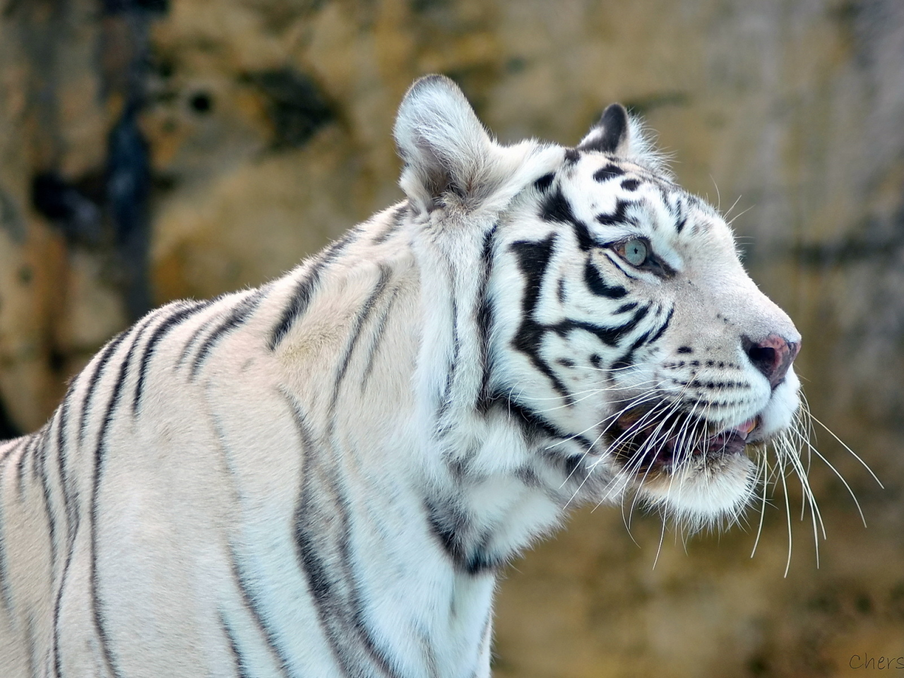 white tiger, белый, хищник, Тигр, морда