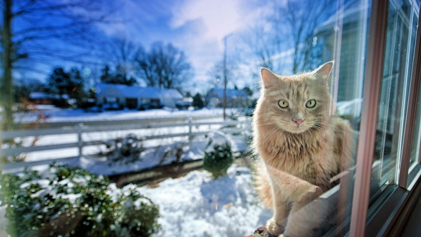 окно, зима, свет, gregory j scott photography, Кошка