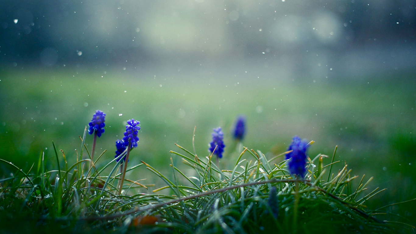 Мускари, цветы, трава, весна, снежинки, синие