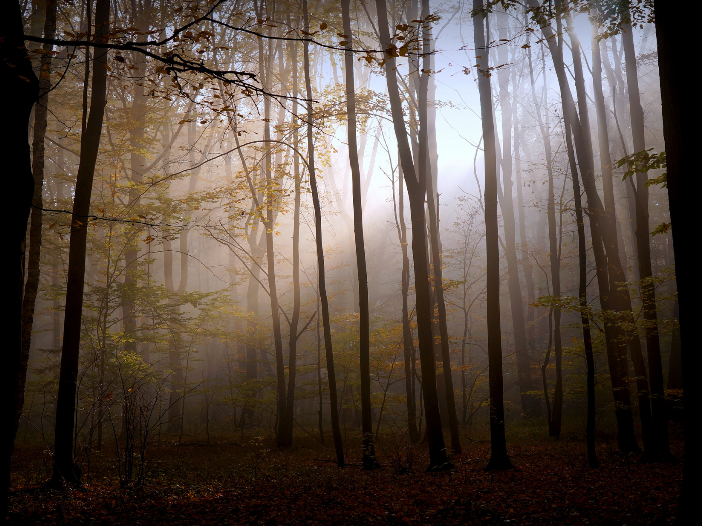 Природа, мрак, лес, свет, осень