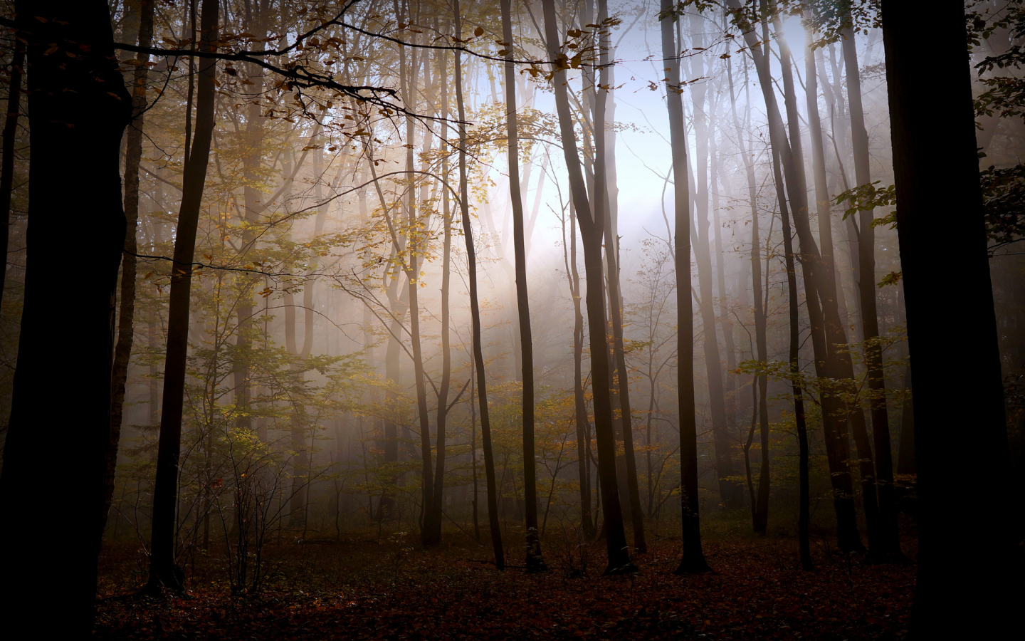 Природа, мрак, лес, свет, осень