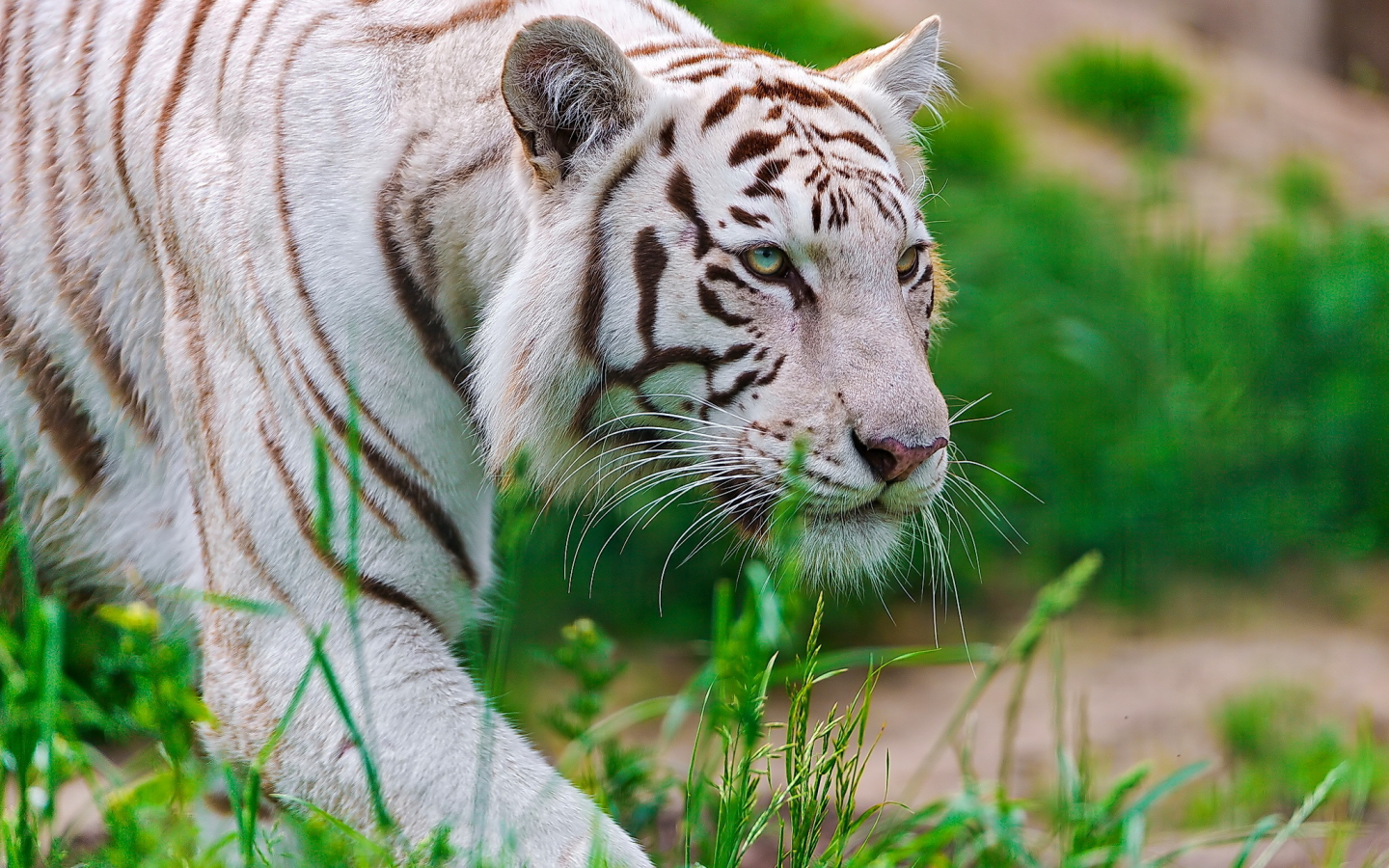 крадётся, Тигр, waite tiger, белый, морда, хищник