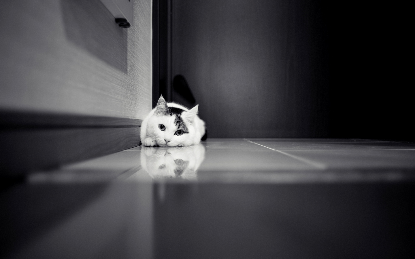 шкаф, белая, кошка, дверь, кафель, Кот, черно-белое