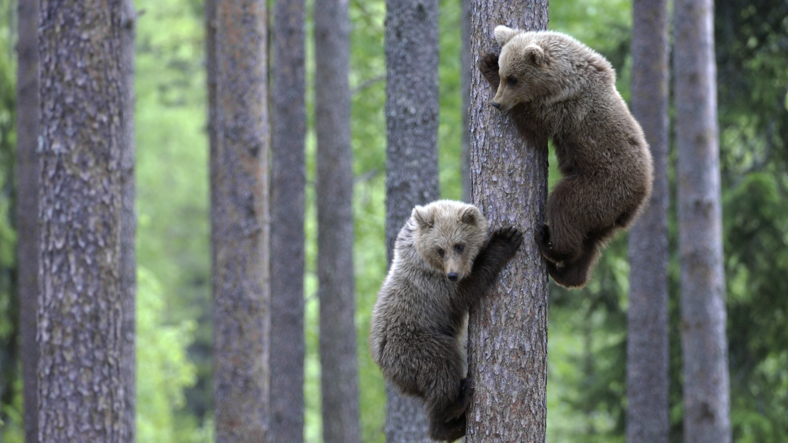 два, медвежонка лезут по дереву