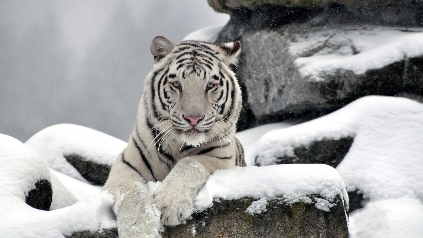 камни, Тигр, хищник, морда, waite tiger, снег, белый