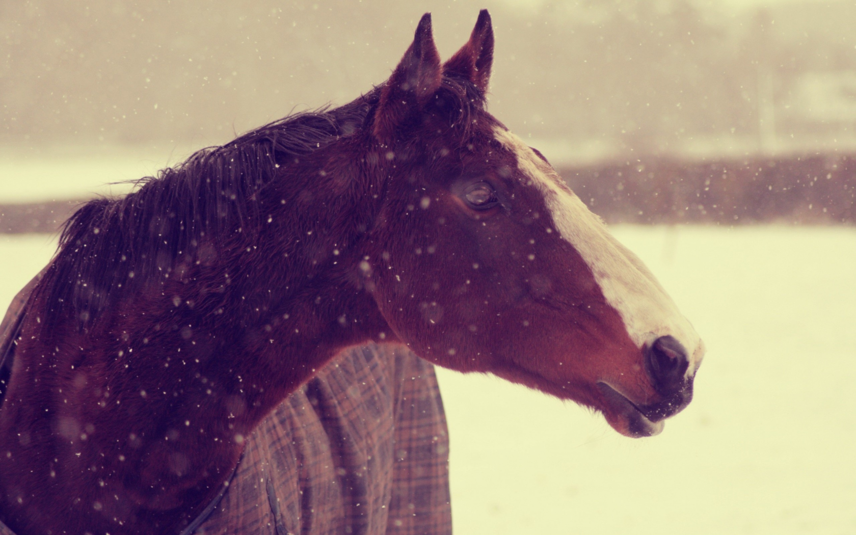 зима, фон, конь, морда, Животные, лошадь, снег, обои