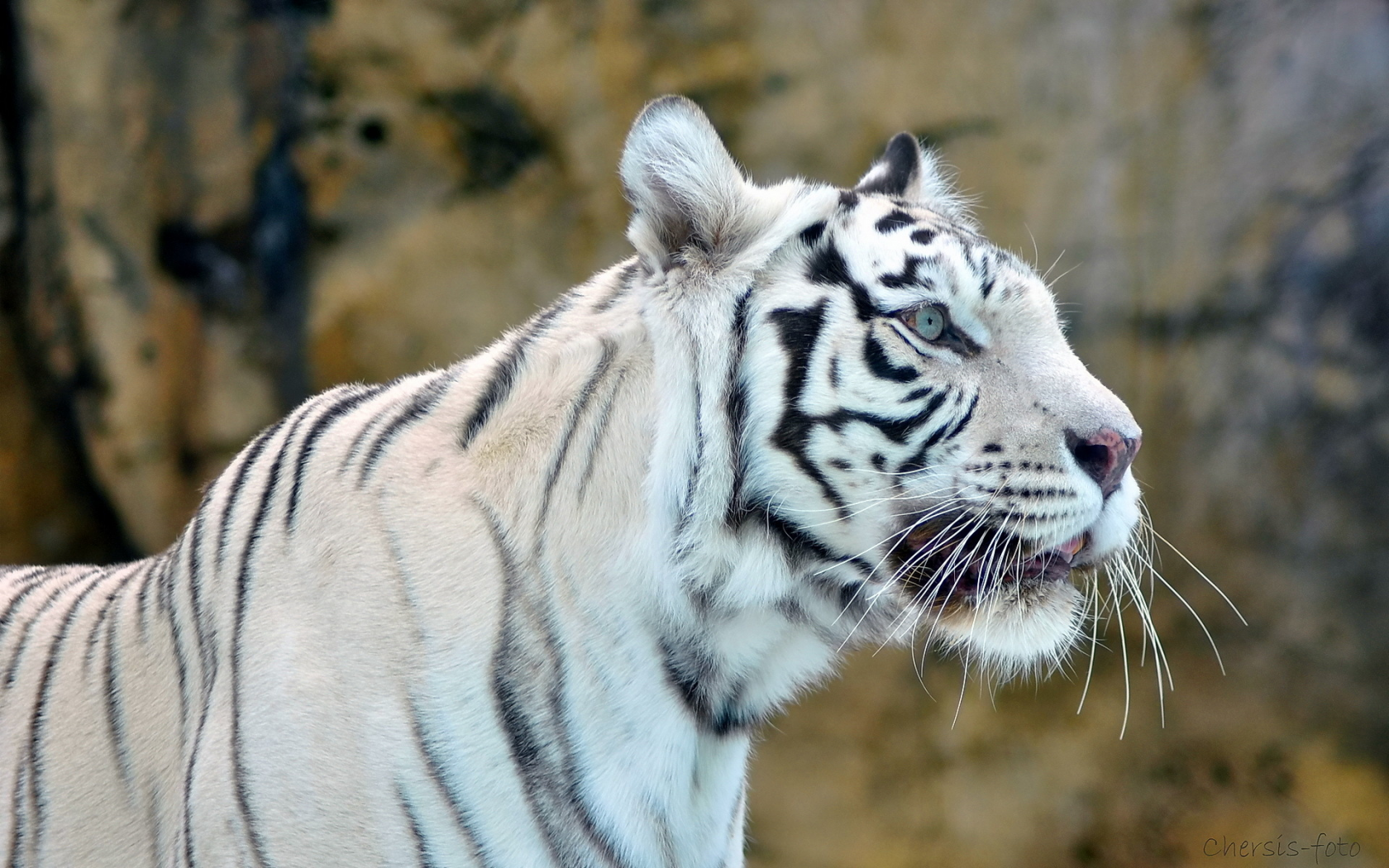 white tiger, белый, хищник, Тигр, морда