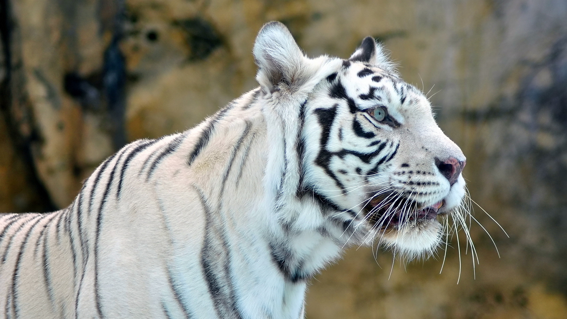 white tiger, белый, хищник, Тигр, морда