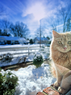 окно, зима, свет, gregory j scott photography, Кошка