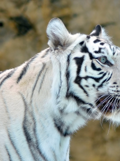 white tiger, белый, хищник, Тигр, морда