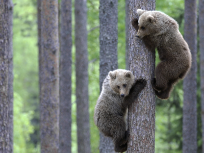 два, медвежонка лезут по дереву