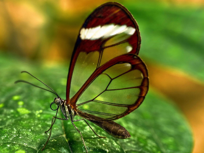 насекомое, Зелень, прозрачные, крылья, бабочка