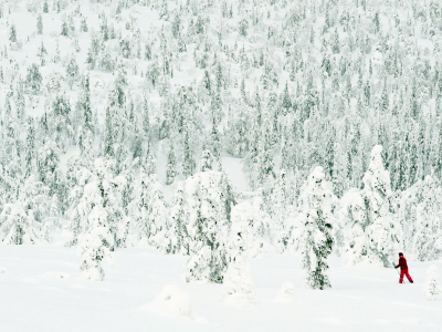 зима, Снег, деревья, лес, лыжи, хвоя, палки, лыжник