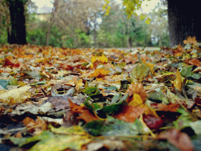 деревья, желтые, осень, Природа, листья