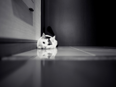 шкаф, белая, кошка, дверь, кафель, Кот, черно-белое