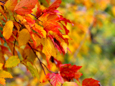 Макро, осень., деревья, листья