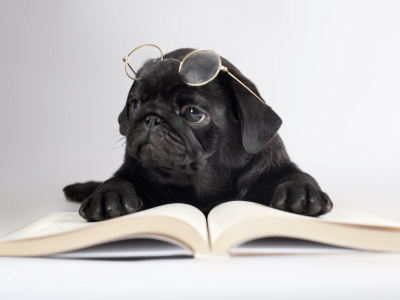 очки, книга, Собака