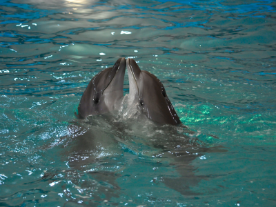 вода, животные, пара, Дельфины, природа