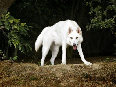 Северный инуит, друг, собака, пес, белый, деревья