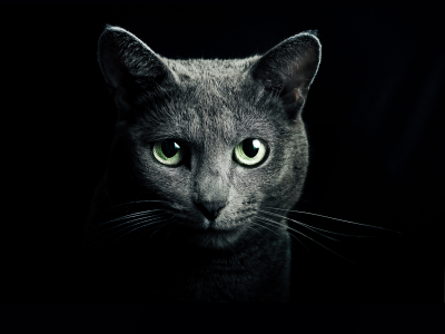 Кошка, серый, глаза, русская, голубая, порода, кот