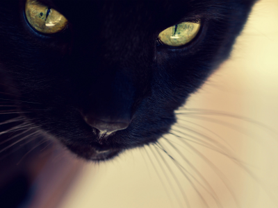 кот, черная, кошка, морда